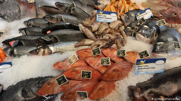 دراسة : الاغنياء المغاربة يستهلكون اكثر من 18 كيلوغراما من السمك الجيد سنويا - AgadirToday