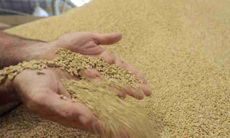 Le Maroc prolonge sa campagne d'importation de blé de janvier à avril - Agadir Aujourd'hui