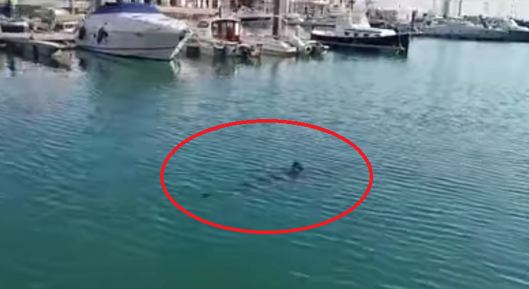 ظهور سمك القرش بمارينا أكادير (فيديو) - AgadirToday
